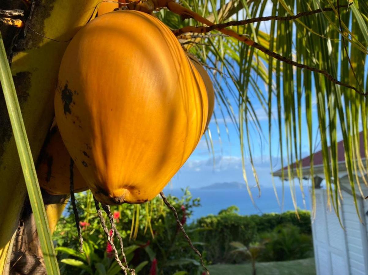 Villa Cajou Chambres D'Hotes Chez L'Habitant Et Zanzibar Cottage Trois-Rivières Eksteriør bilde